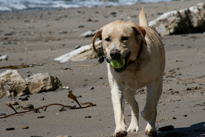 Sandy shores Labrador