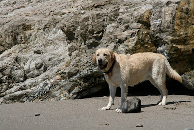 Wet beach Labrador