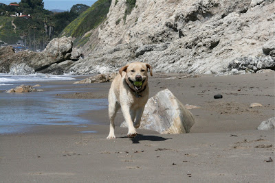 Smiley beach pup