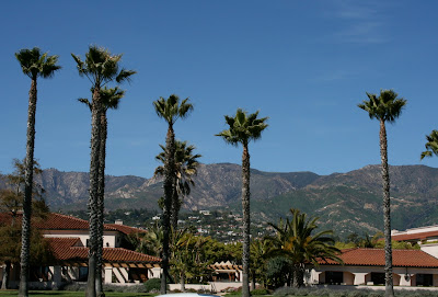 Santa Barbara palm trees