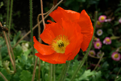 Beautiful orange flower close up