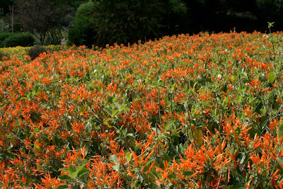 Huntington Gardens orange flowers
