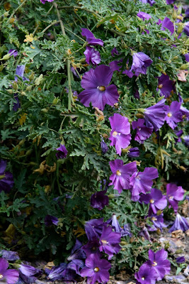 Huntington Gardens purple flowers