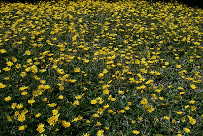Huntington Gardens yellow flowers