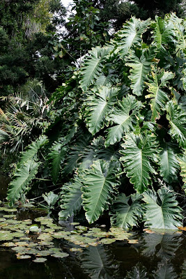 Huntington pond fronds