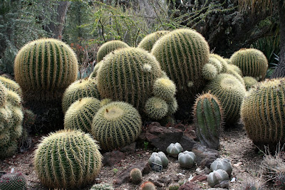 Huntington Desert Garden cactuses