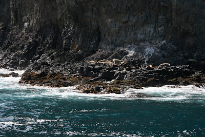 Anacapa Island rocks sea-lions