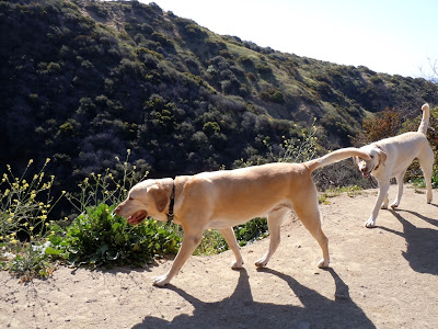 Runyon Canyon Labradors