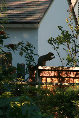 Squirrel on garden fence