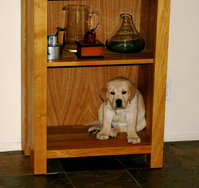 Cooper in the bookcase - where else would he be?!?