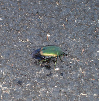 Big bug saved from the jaws of Cooper