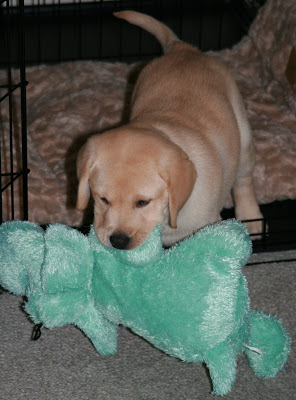 8 week old Cooper on Day 3
