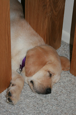 Under the bench legs at 8 weeks