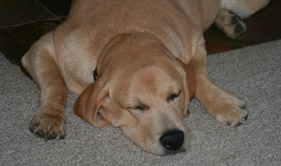 Big sleeping pup