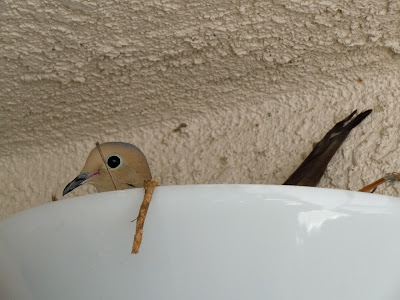 Light bird nest
