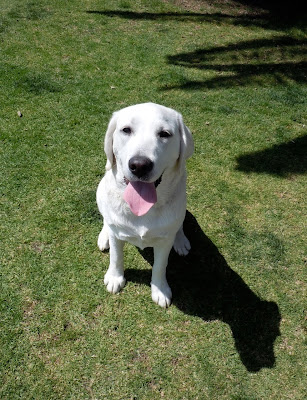 4 month old Labrador Rosie