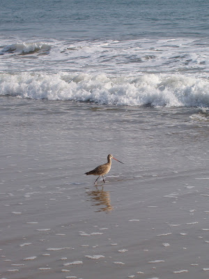 Santa Monica beach birdlife