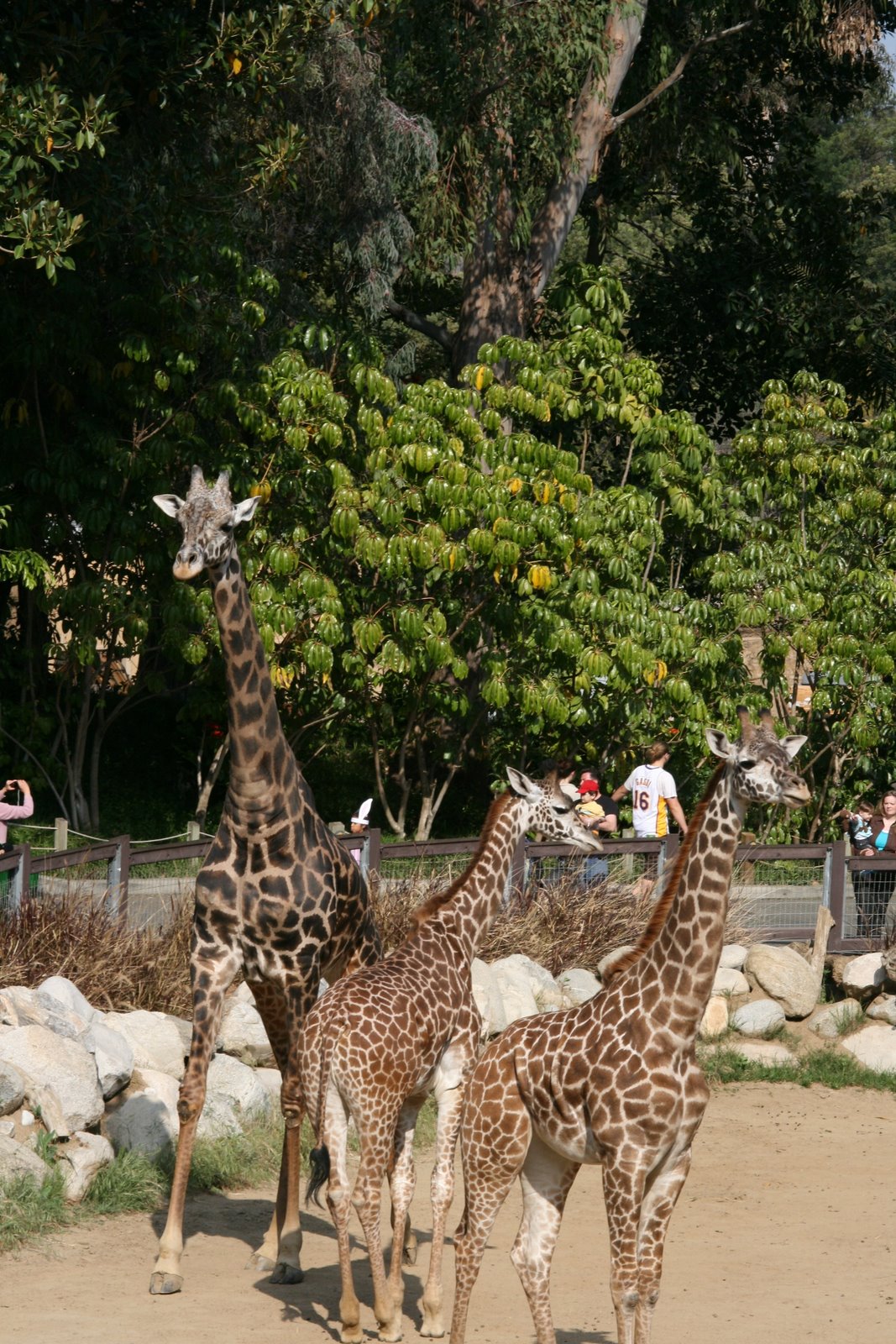[la+zoo+giraffes.JPG]