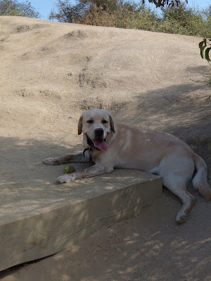 cooper with a ball at Runyon Canyon