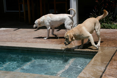 Cooper tasting the water