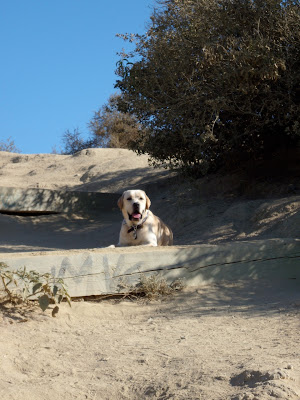 Cooper at Runyon Canyon in August 2009