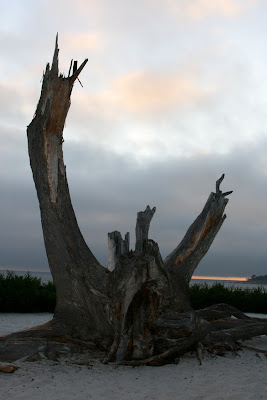 Carmel beach tree