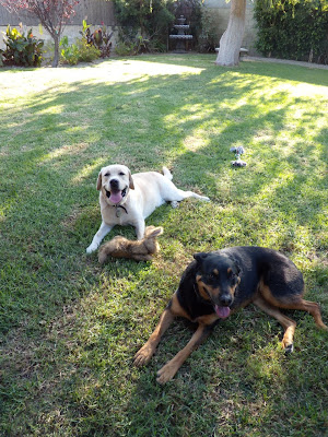 Dog pals Cooper and Ginger