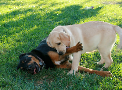 3 month old wrestling pupstar Cooper