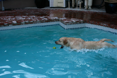 Diving dog