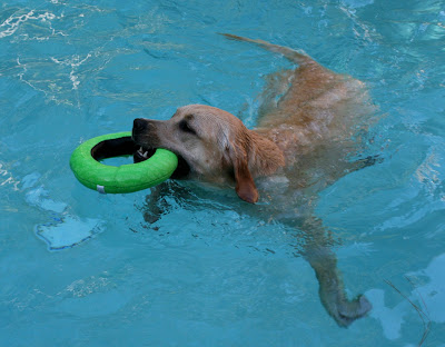 Cooper's pool toy fun