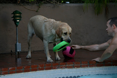 Cooper's pool toys
