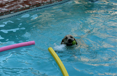 Pool fun pup