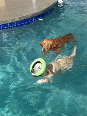 Retrievers swimming in pool