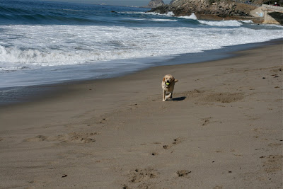 Sycamore Cove Labrador Cooper