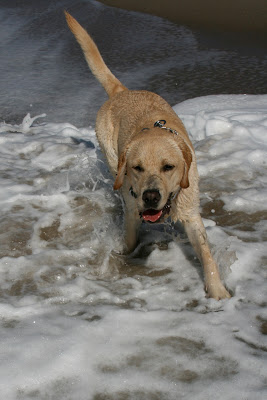 Yellow Labrador Cooper in the surf
