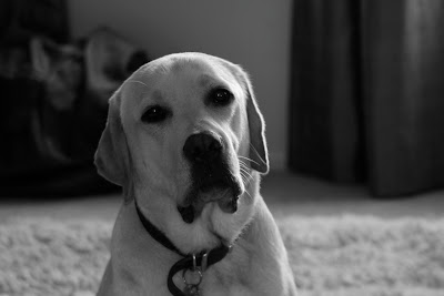 Inquisitive Labrador pup Cooper in mono