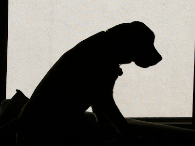 Sitting Labrador Silhouette