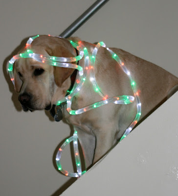 Cooper Christmas lights