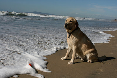 Huntington Dog Beach shore pup