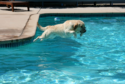 Perfect diving Labrador
