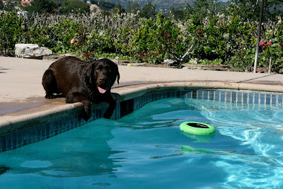 Chocolate poolside Labrador Woody