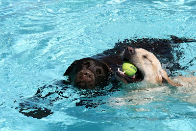 Labrador pup pool games