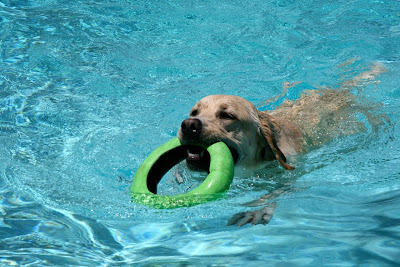 Swimming pool fetch fun