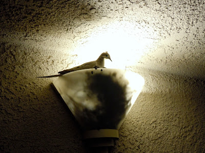 Bird's nest hatchling