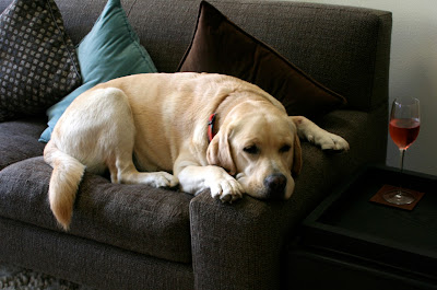 Labrador Cooper has one too many