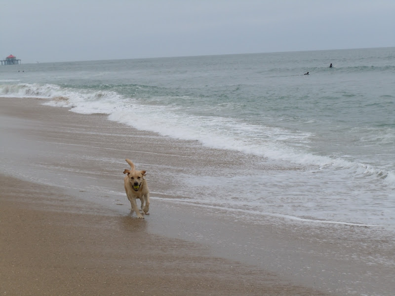 Huntington Dog Beach