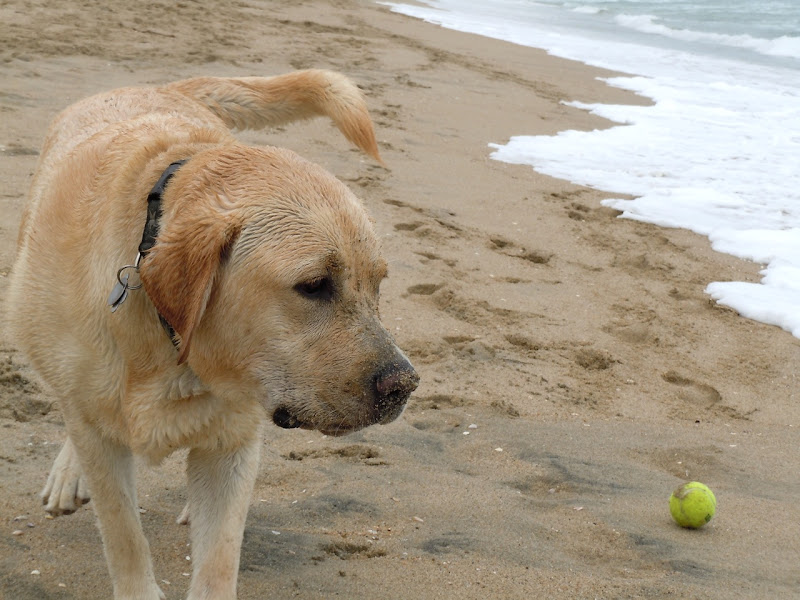 Huntington Beach yellow Labrador