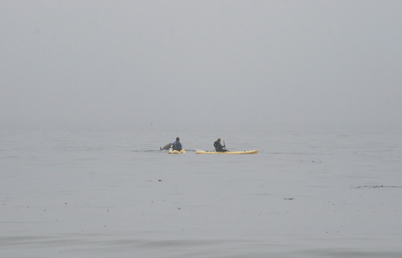 Hendry's Beach kayaks and dolphins