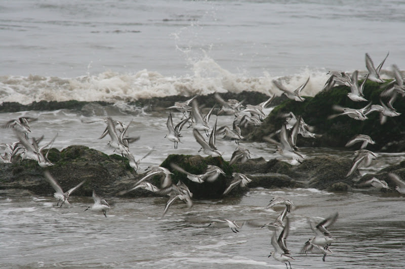 Hendry's Beach plovers in flight