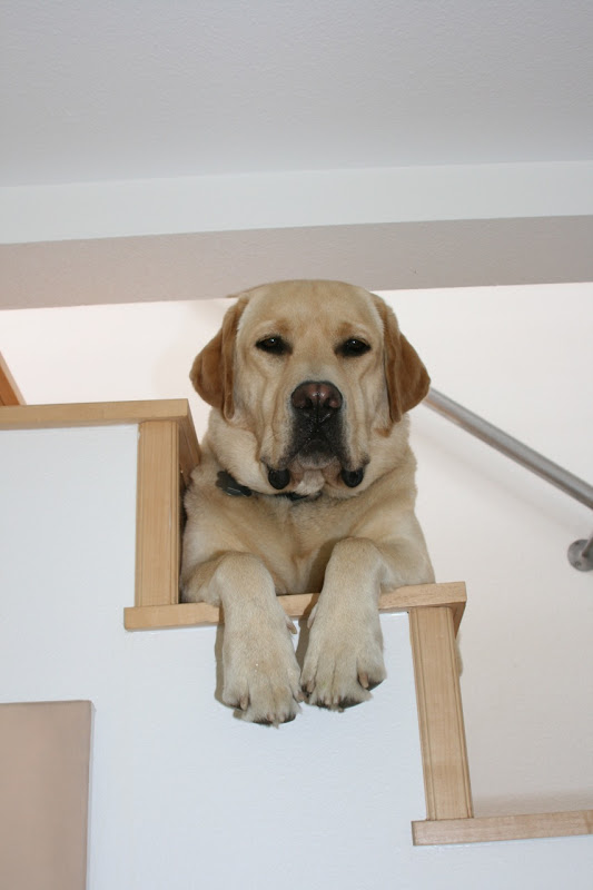 Big Paws Labrador Cooper